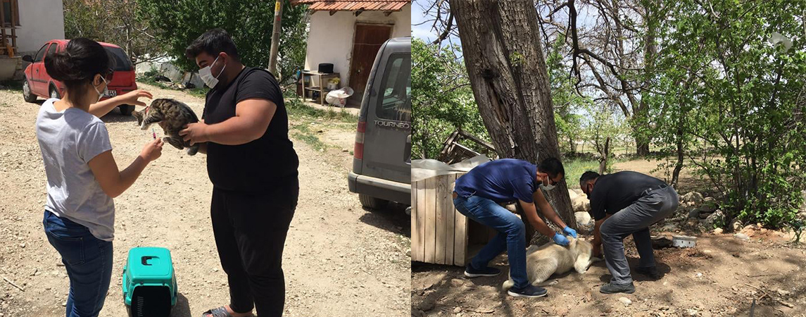 SAHİPLİ BİN 300 KEDİ VE KÖPEĞE AŞI YAPILDI